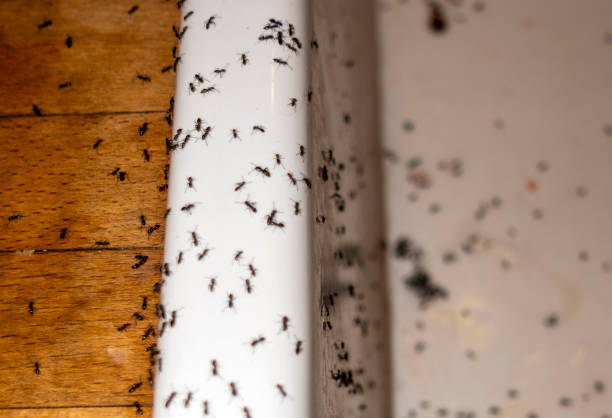 Best Pest Control Near Me  in Fargo, ND